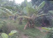 Miris! Kebun Pisang Jadi Sarang Transaksi Obat Terlarang di Majalengka, Generasi Bangsa Terancam