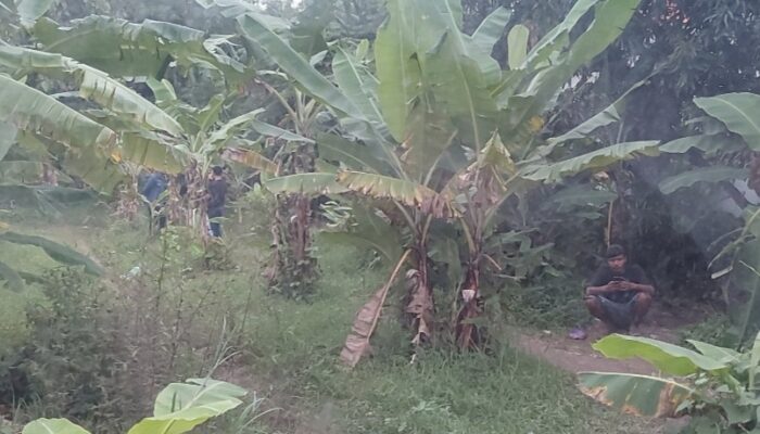 Miris! Kebun Pisang Jadi Sarang Transaksi Obat Terlarang di Majalengka, Generasi Bangsa Terancam