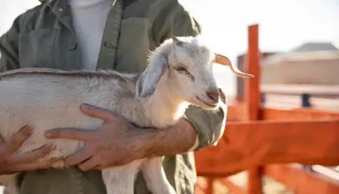Jelang Idul Adha: Yuk, Pahami Lagi Hukum Qurban dan Makna di Baliknya