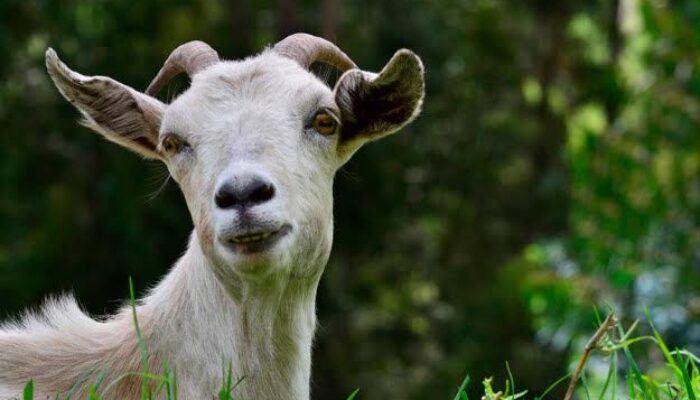 Idul Adha Tinggal Sebentar Lagi! Yuk, Lengkapi Qurbanmu dengan Sunnah Ini