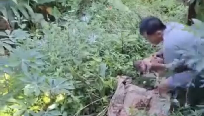 Penemuan Bayi Perempuan di Kebun Warga Sukanagara Viral di Media Sosial