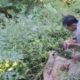 Penemuan Bayi Perempuan di Kebun Warga Sukanagara Viral di Media Sosial