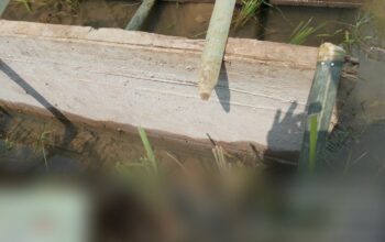 Fungsi Pengawasan Dipertanyakan? Proyek P3-TGAI di Desa Ligarmukti Bogor Diduga Dikerjakan Asal-Asalan
